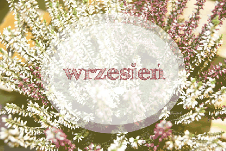 Wrzesień i wrzosy w kółku